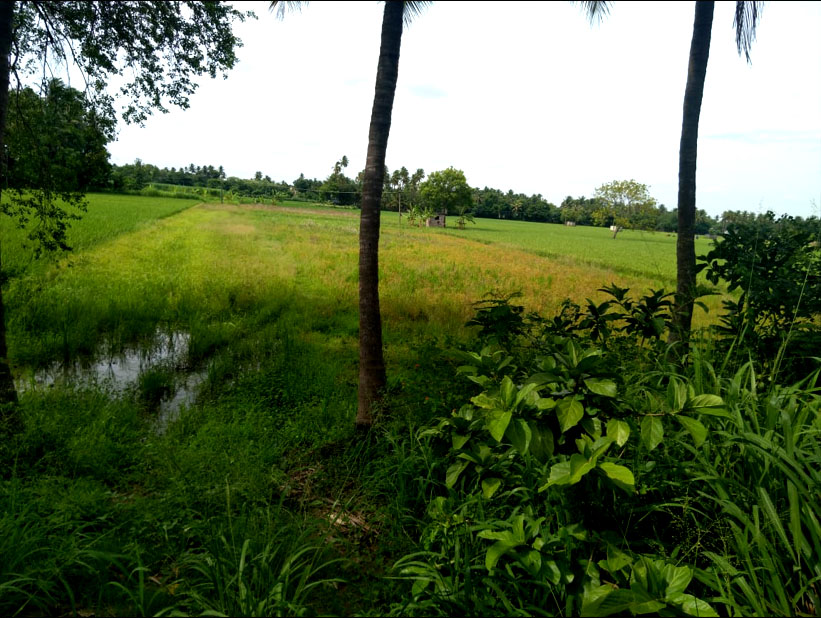 Available for sales, agriculture land in Thiruvaiyaru to Kumbakonam way in road side view. Total Area: 100 cent. Rs.60,00,000/-. Per cent Rs.60,000/-